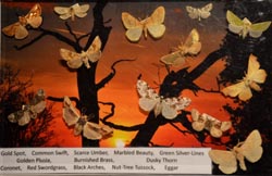 moths